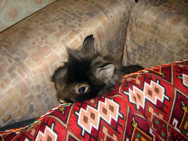 ������ ���������