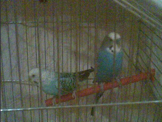 Puki i Nemo (golemi sladuri!)