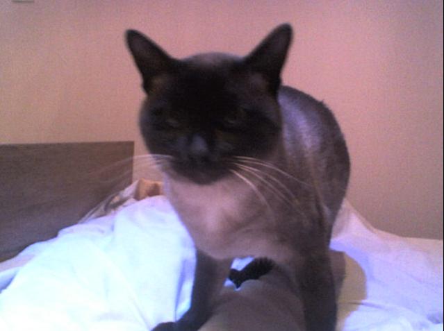 ��� ����