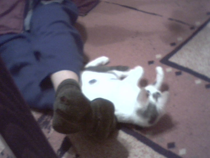 ������� ����