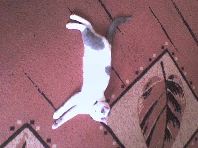 ���� ��� ���� ������ �� ����