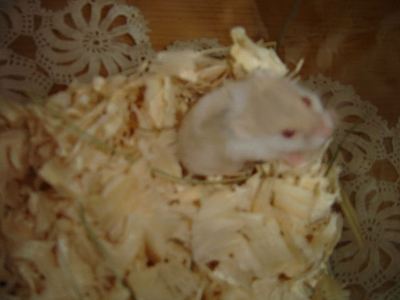 ��� �����