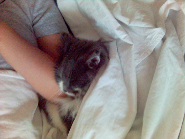 ������� �� ������� - �����