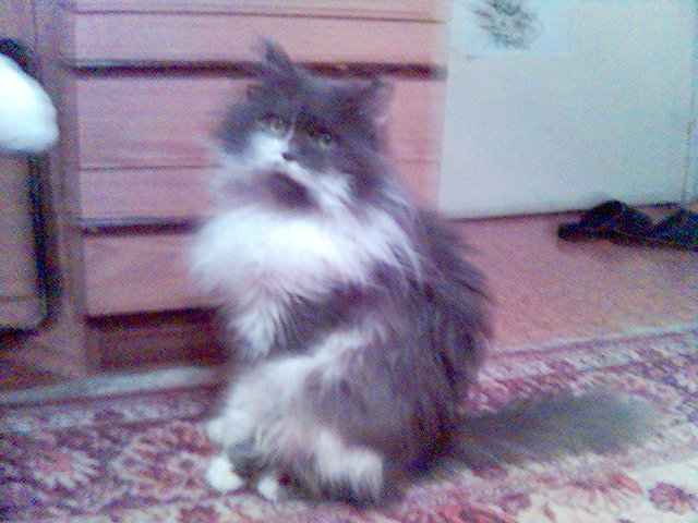 ��� �������� �� ������� - �����