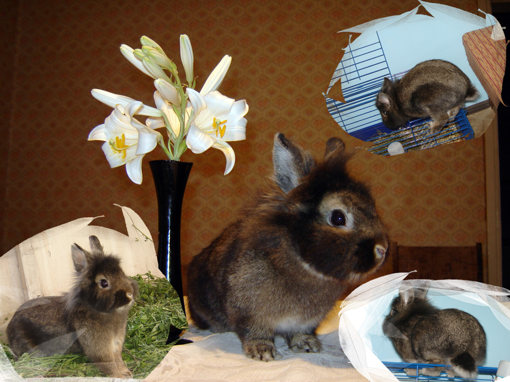 ���������