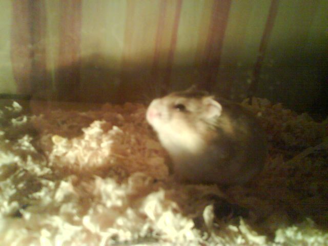 На вашето внимание - Томас Бенджамин Шекспир На вашето внимание - Томас Бенджамин Шекспир