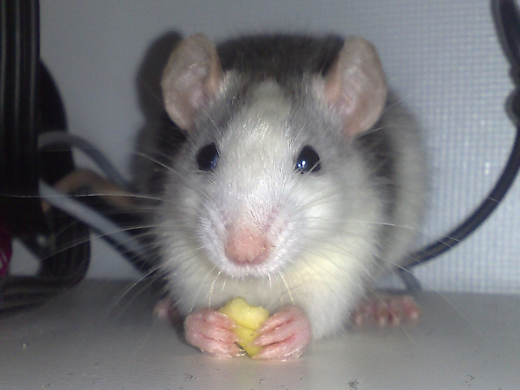 Spas pluhat...bahti picha e