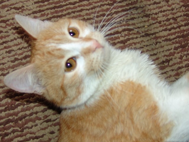 Моят ненормалник (Реактивен турбо-изрод) Моят ненормалник (Реактивен турбо-изрод)