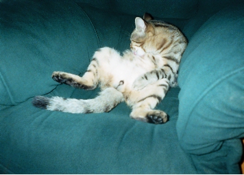 ������ ��