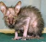 � ���� ���� � ����� �����